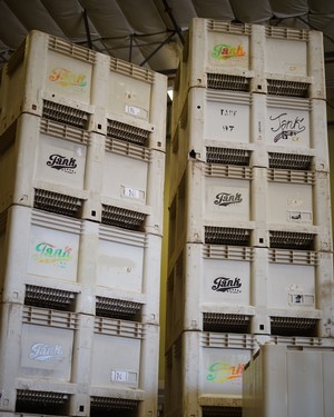Stacks of grape bins spray painted with the word Tank.