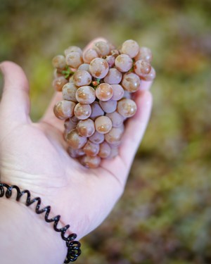 A cluster of Gewürztraminer grapes
