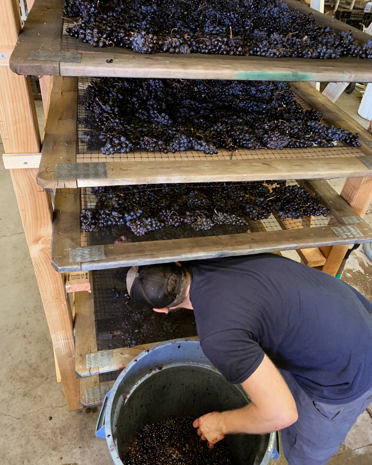 Matteo evaluating grapes for his appassimento project.