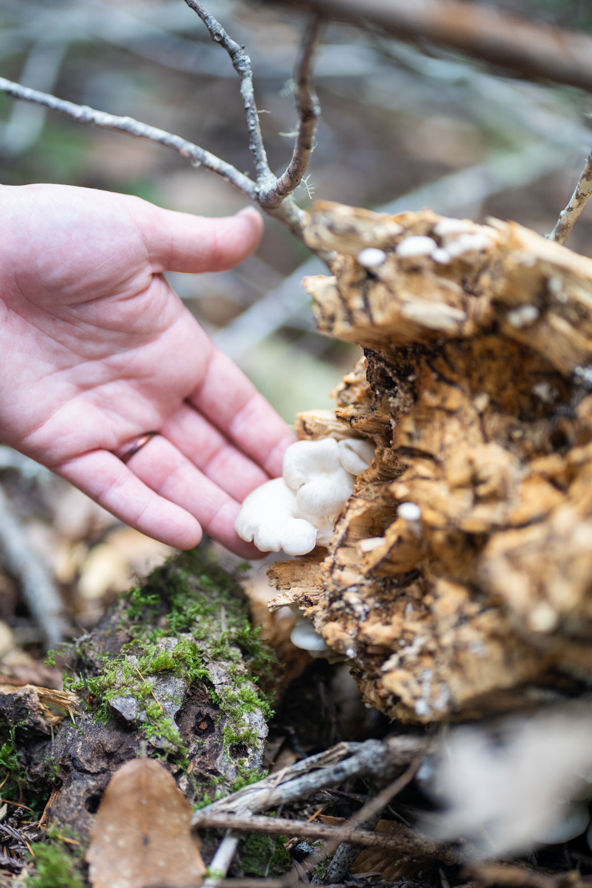Wild mushrooms in tree