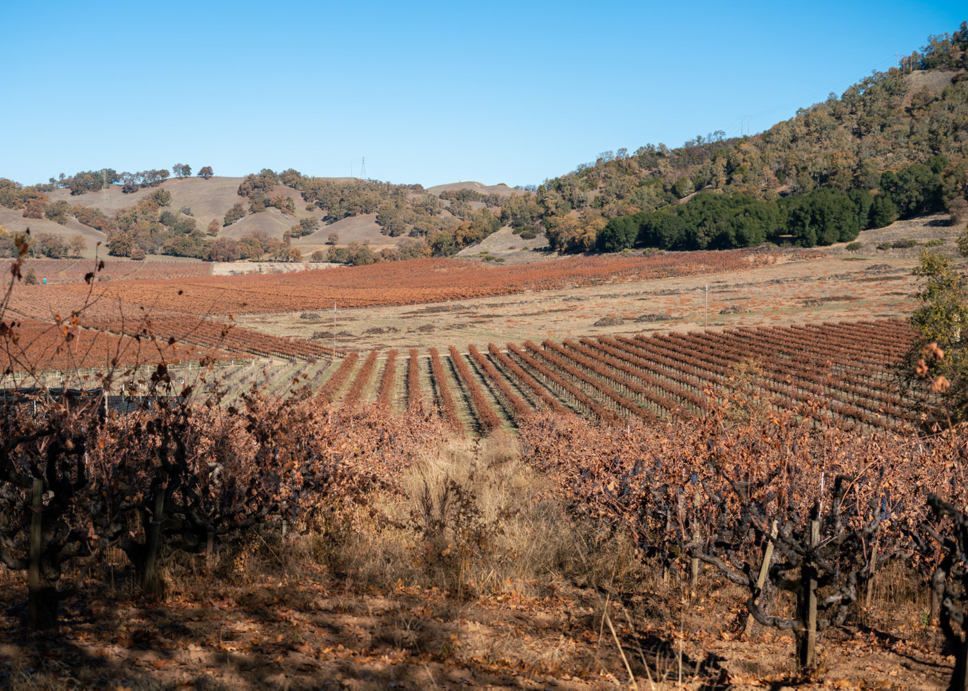 Vineyard during late fall
