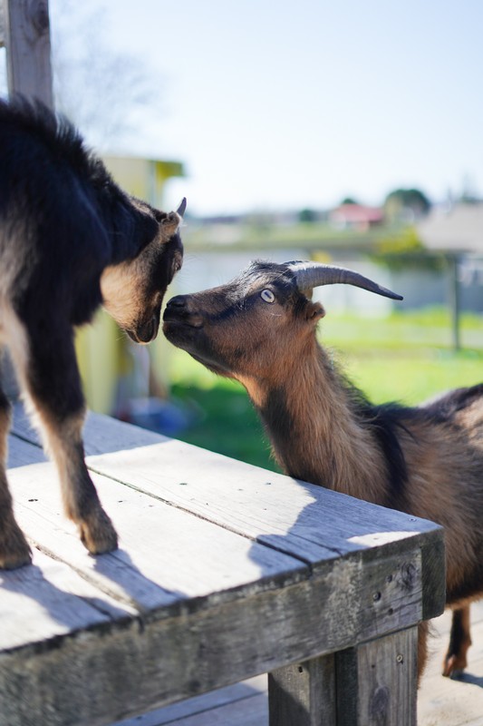 2 cute goats