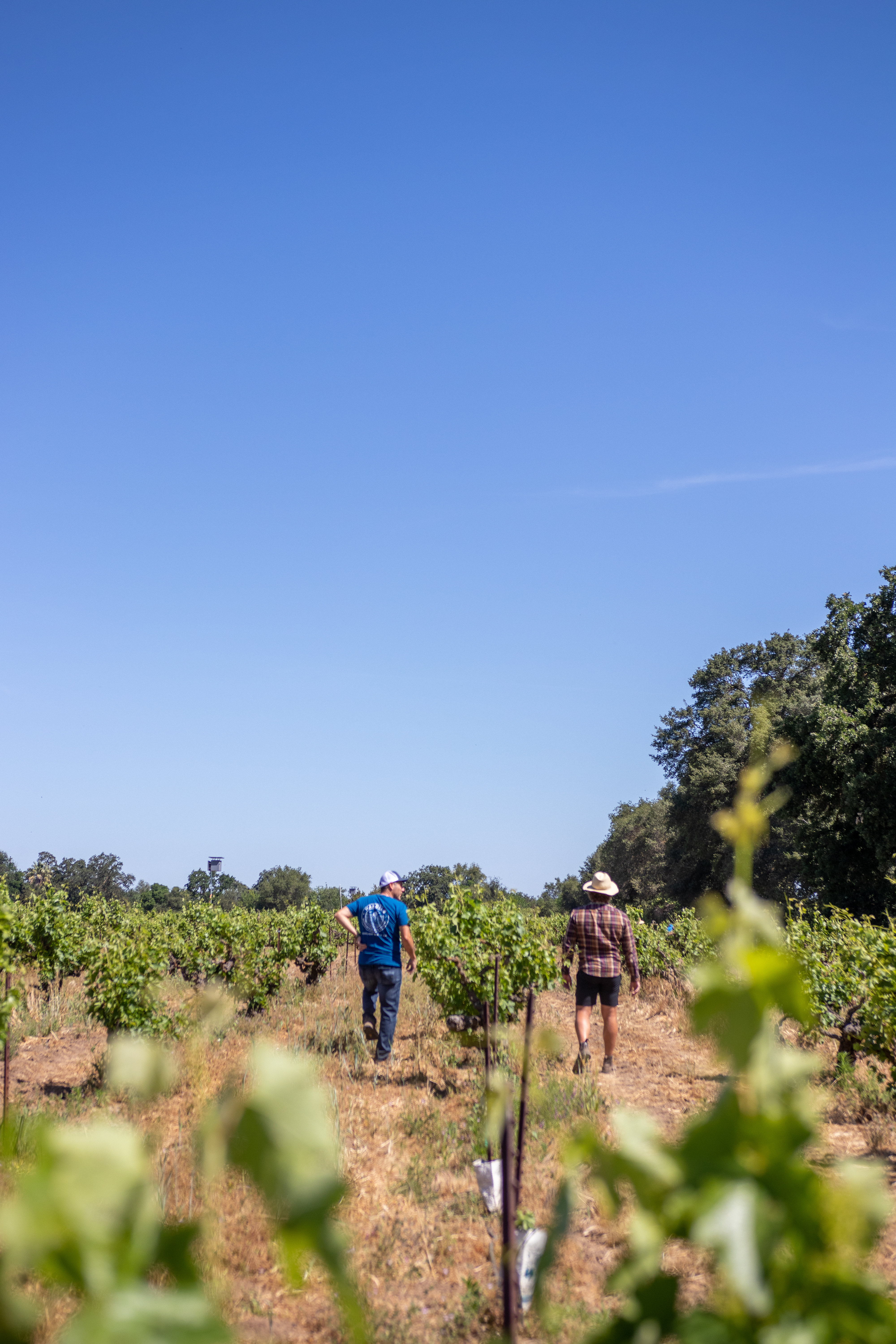 bertus and other man walking in vineyard