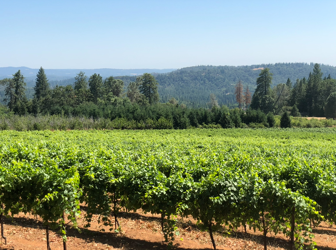 vineyard in volcanic soil