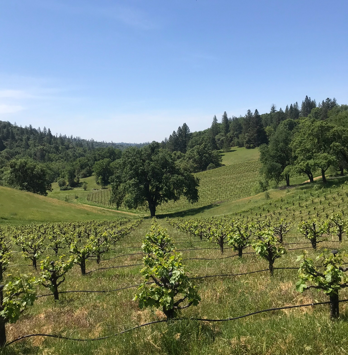 vineyard on slope