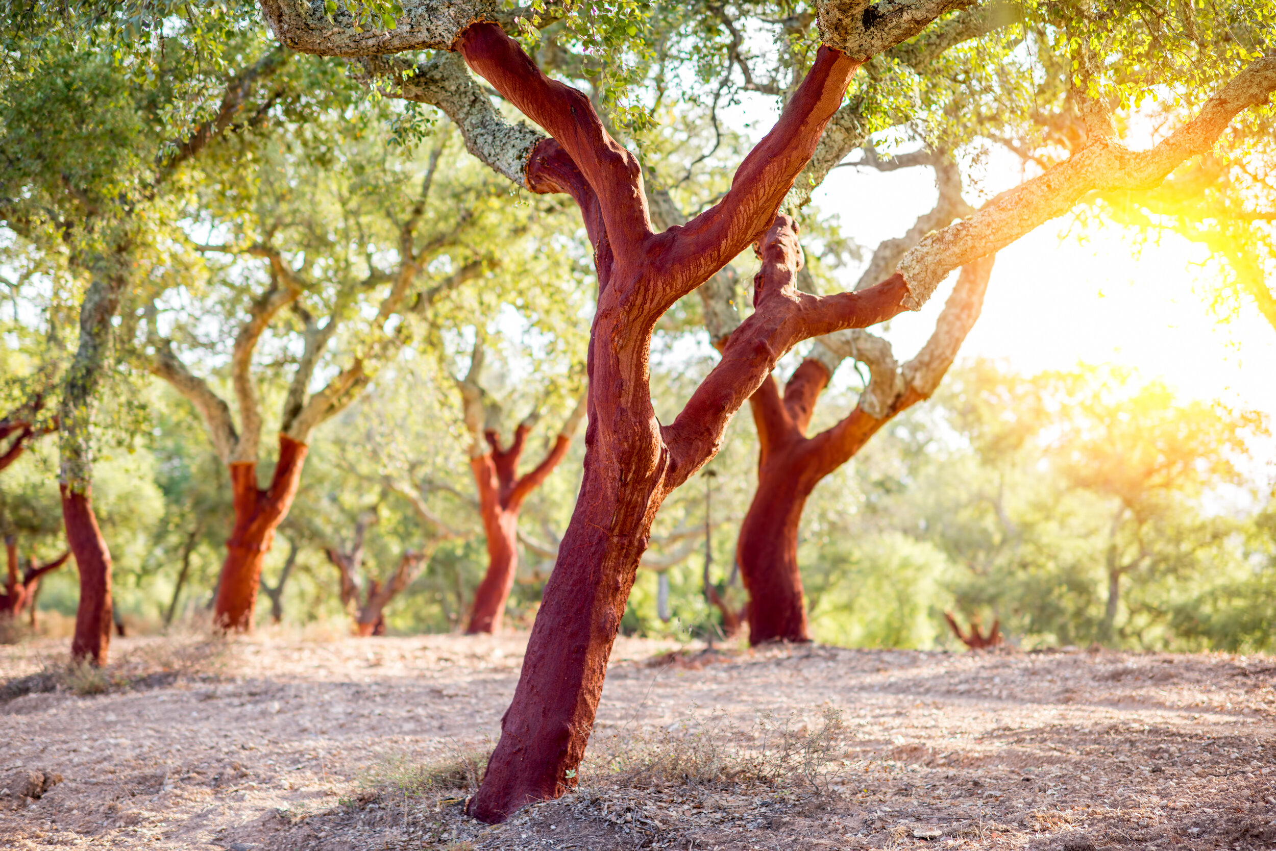 A grove of cork oak trees.